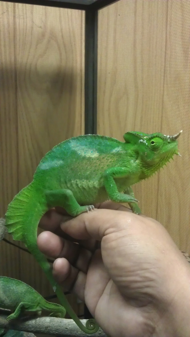chloe male quad
