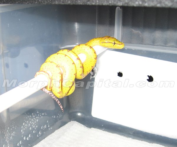 Chondro-07-3