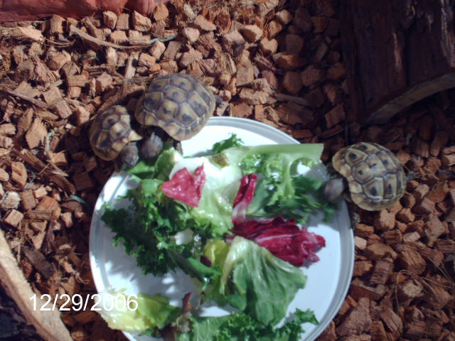 Chow time!