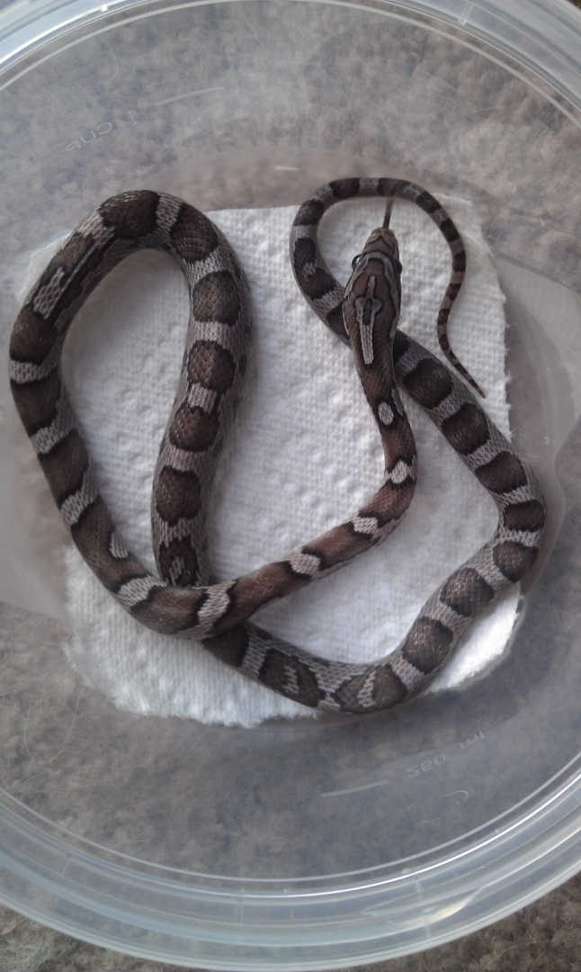 Chracoal Female 5mo old
