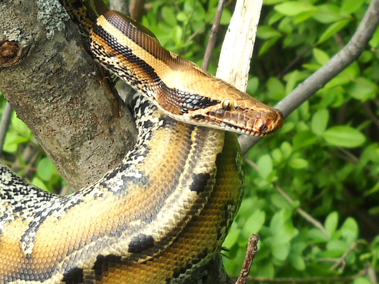 chuck69 my snakes
