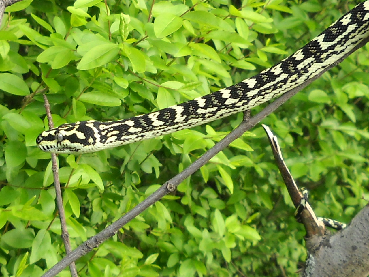 chuck69 my snakes..