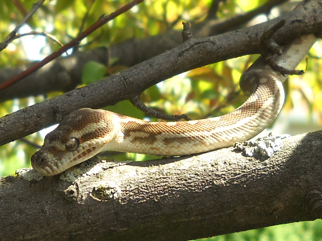 chuck69 my snakes.