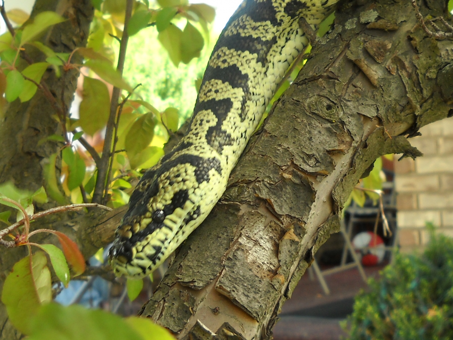 chuck69 my snakes.