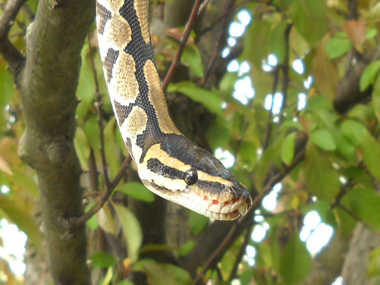 chuck69 my snakes.