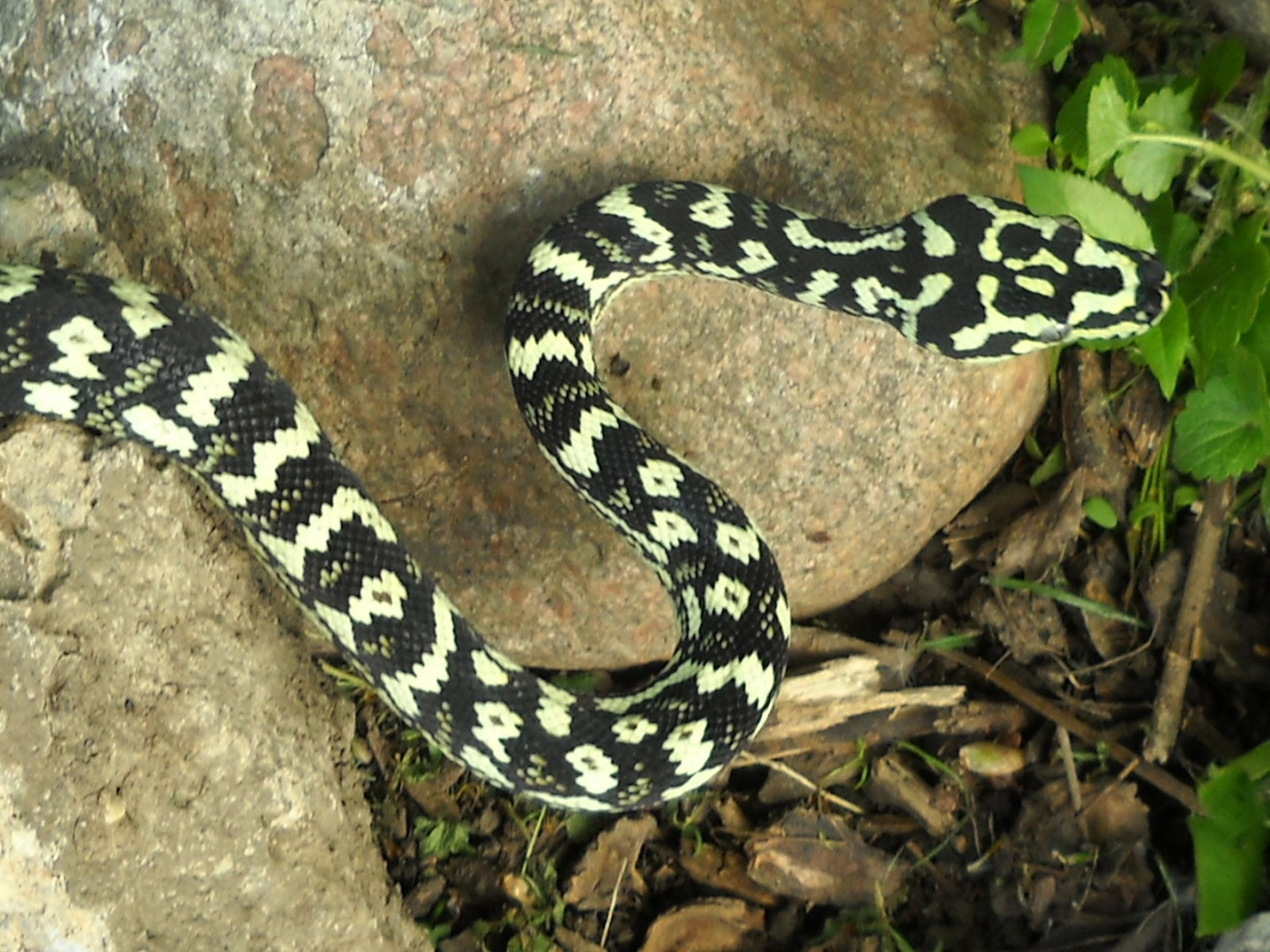chuck69 my snakes.