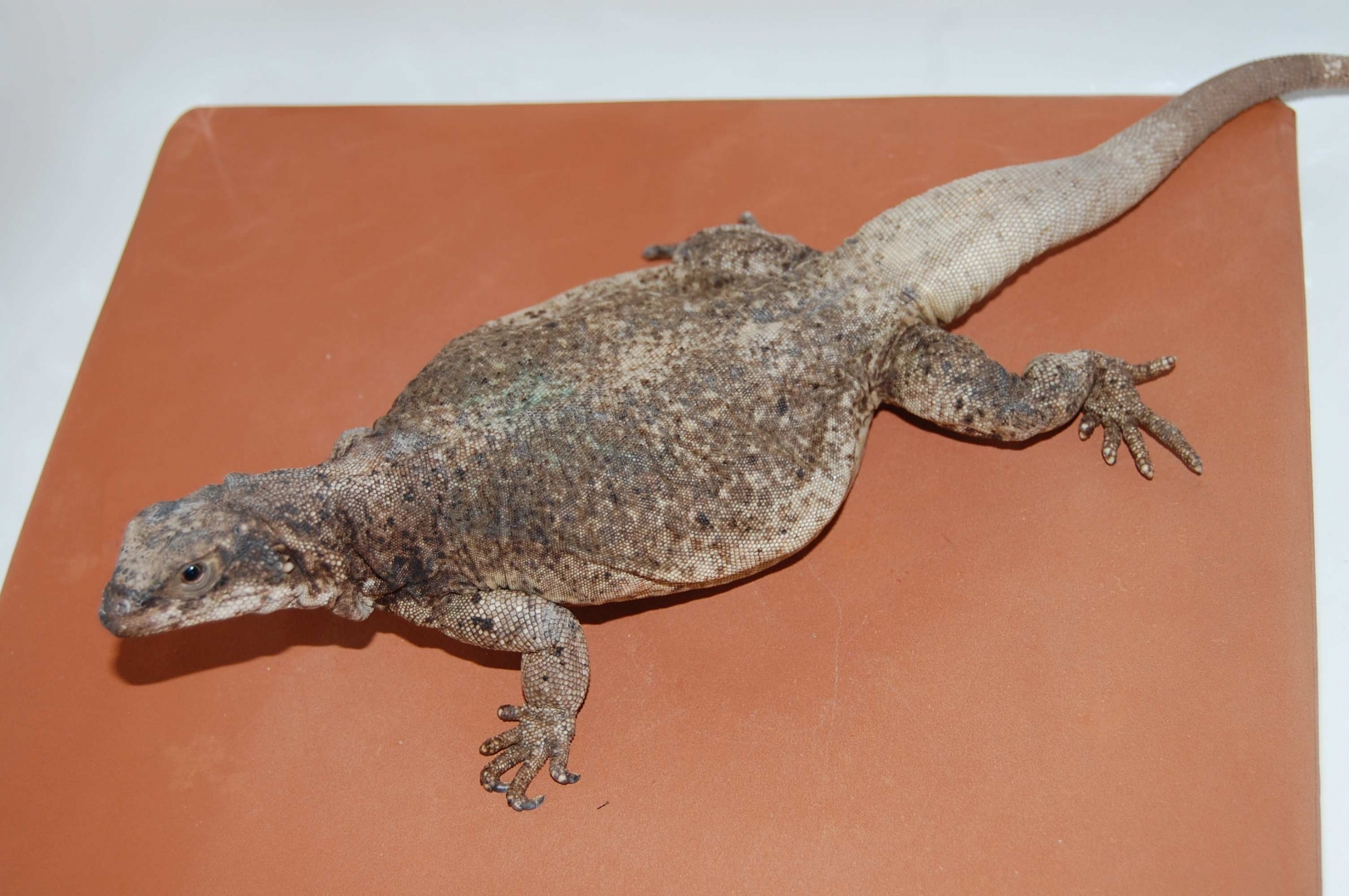 chuckwallas 1