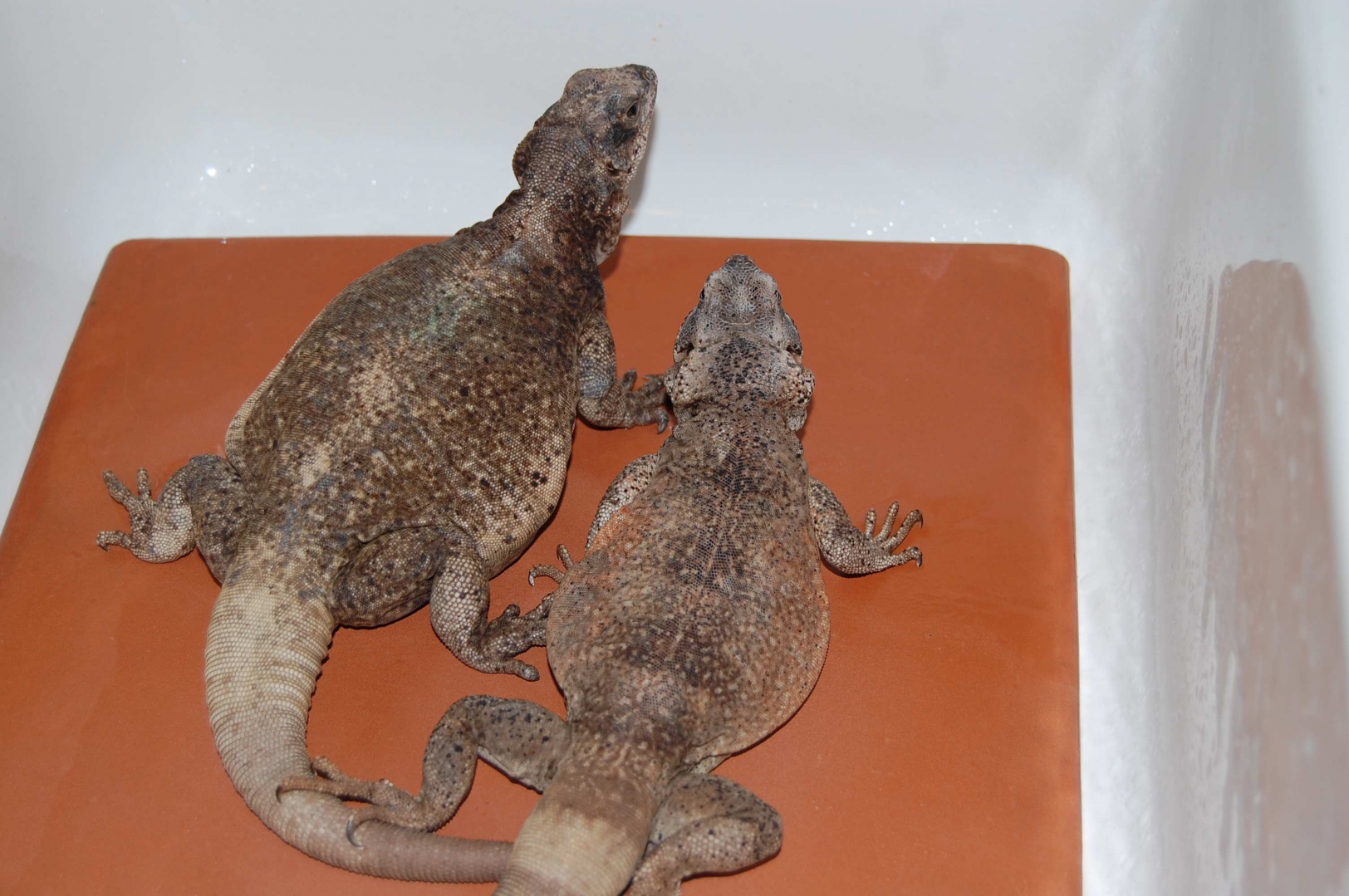 chuckwallas 2