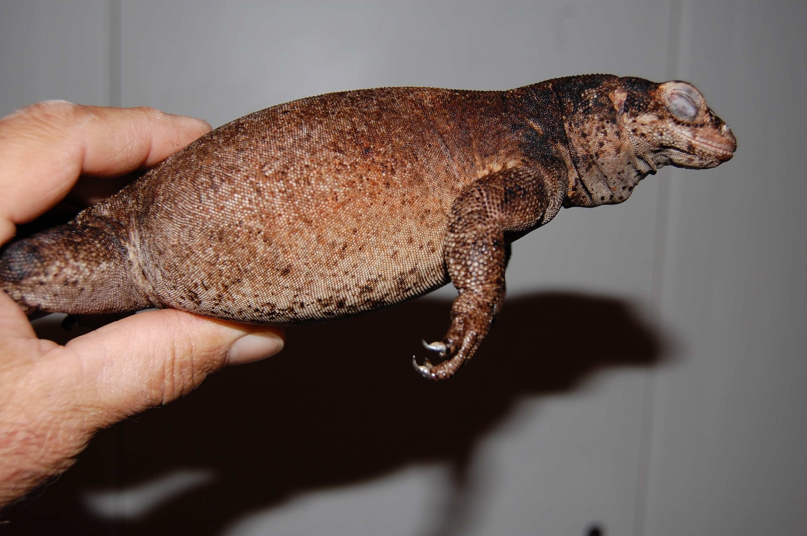 chuckwallas 3