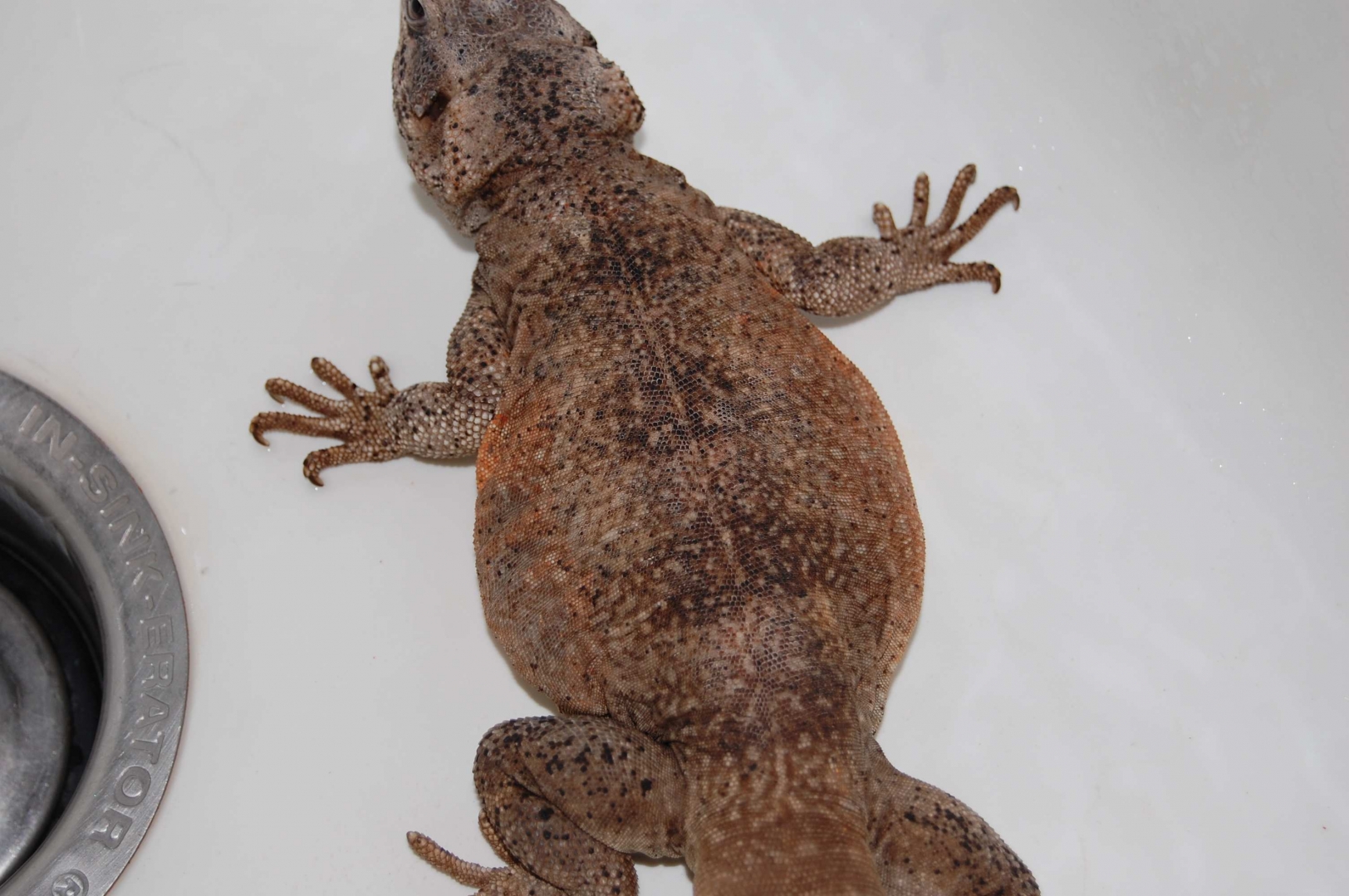 chuckwallas 4