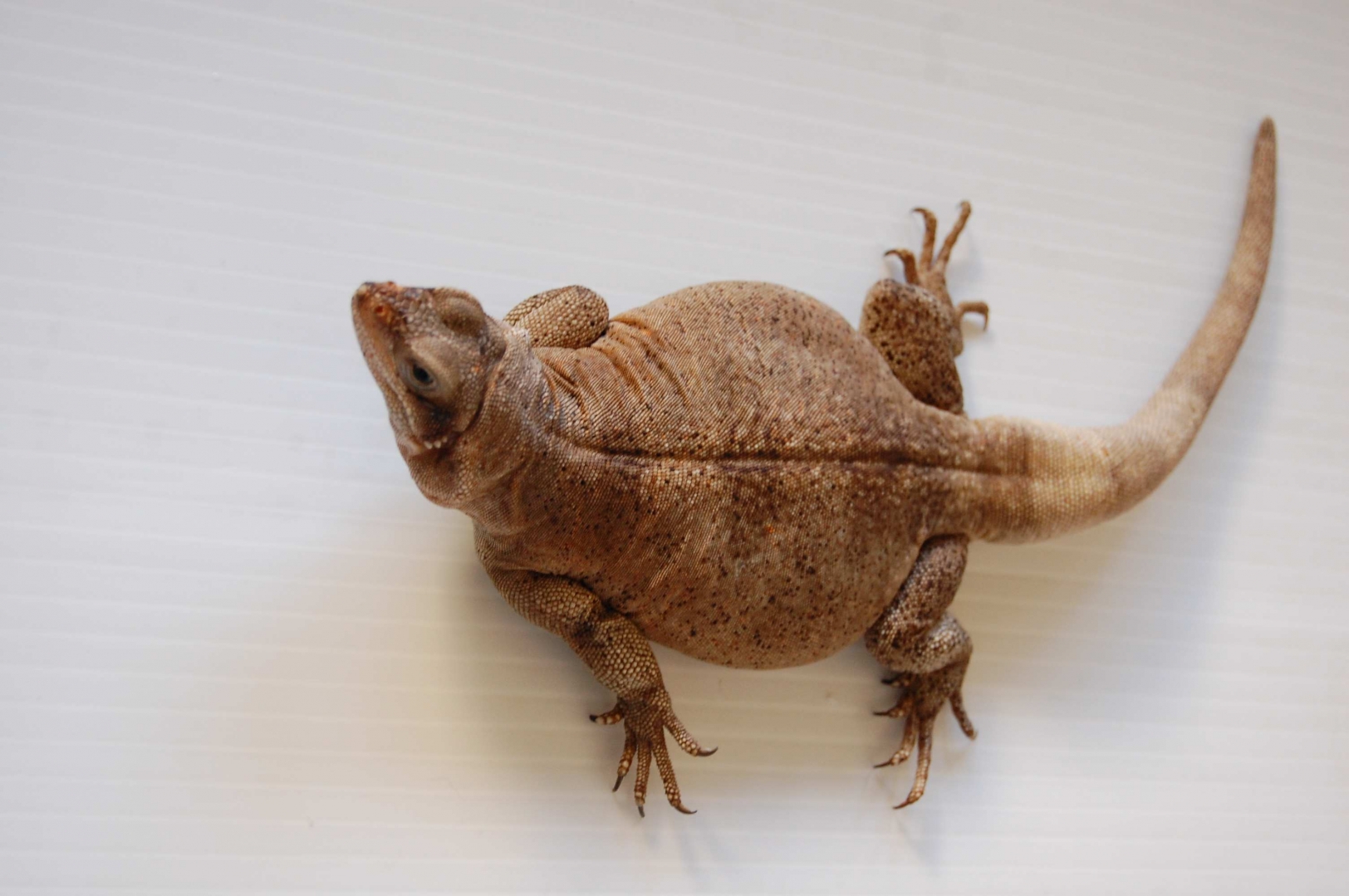 chuckwallas 5