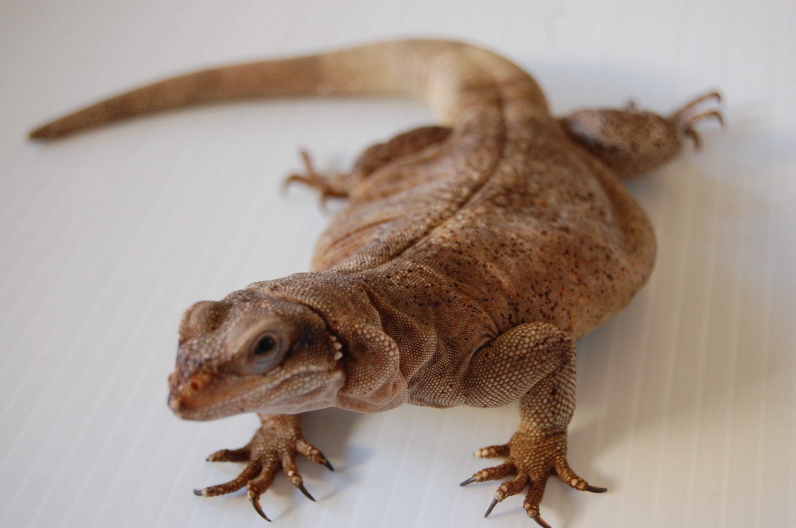 chuckwallas 6