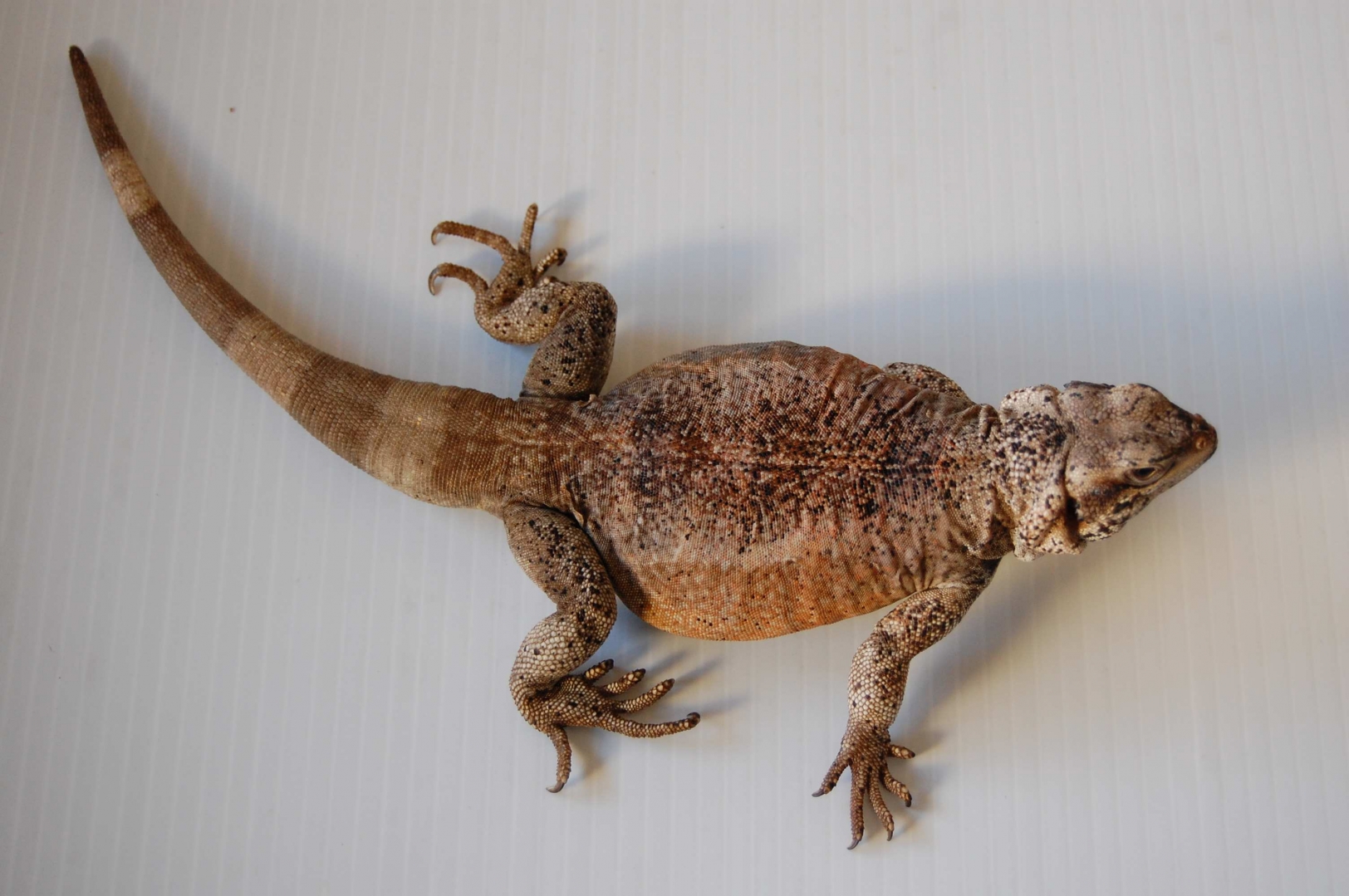 chuckwallas 7