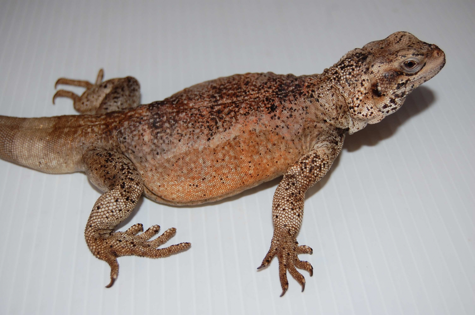 chuckwallas 8