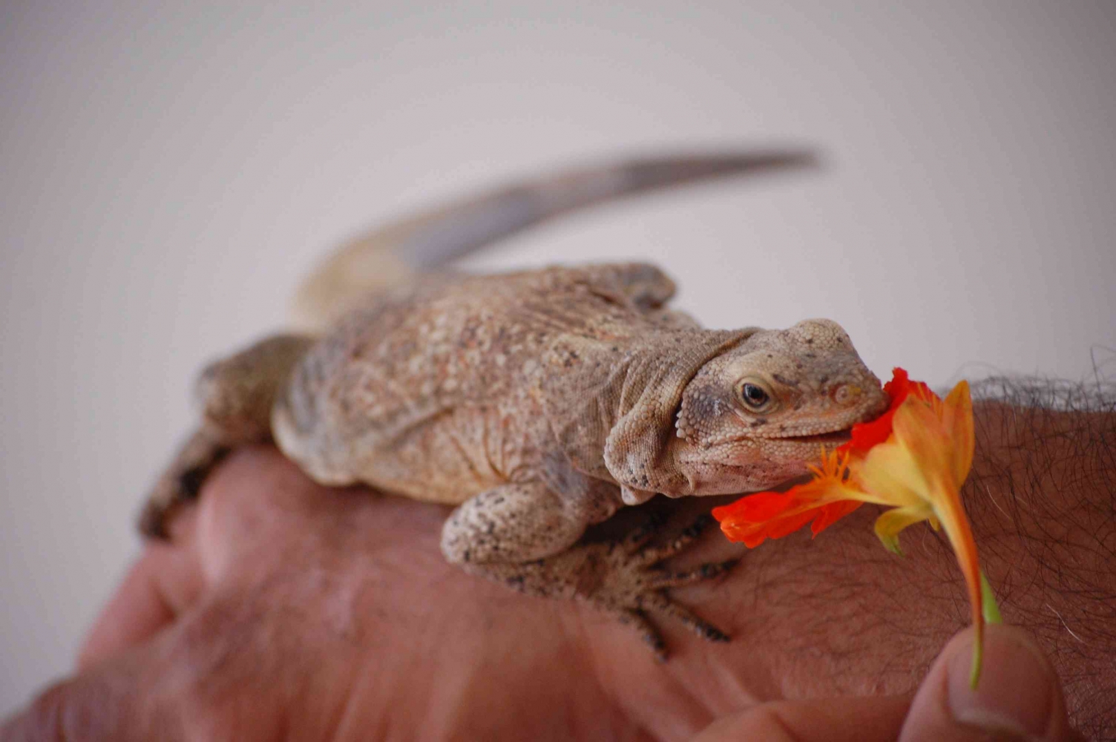 chuckwallas 9