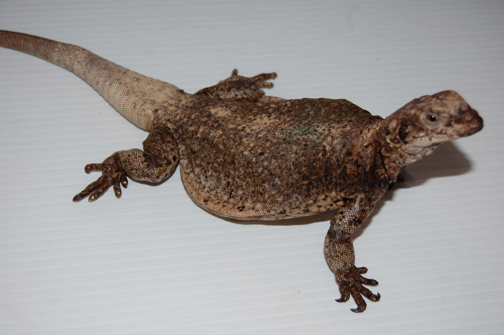 chuckwallas 9