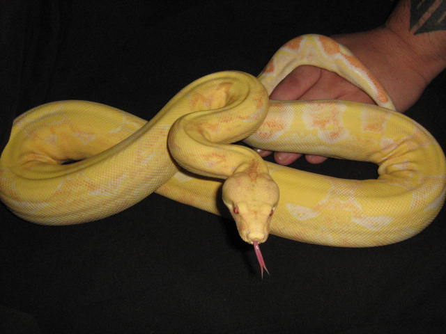 CINDY 07' 0.1 KAHL CORAL ALBINO