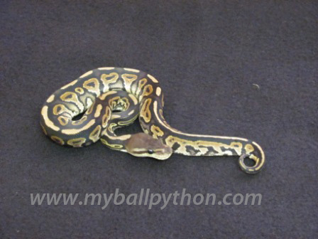 Cinnamon Ball Python