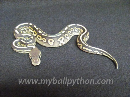 Cinnamon Ball Python