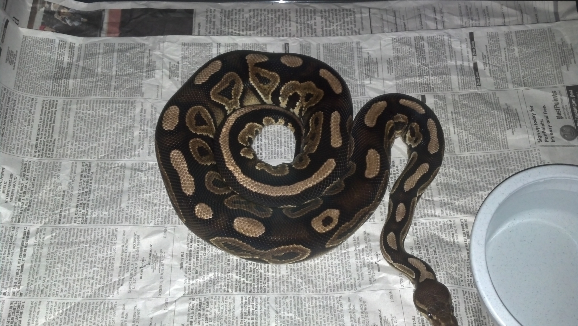 Cinnamon breeding pair