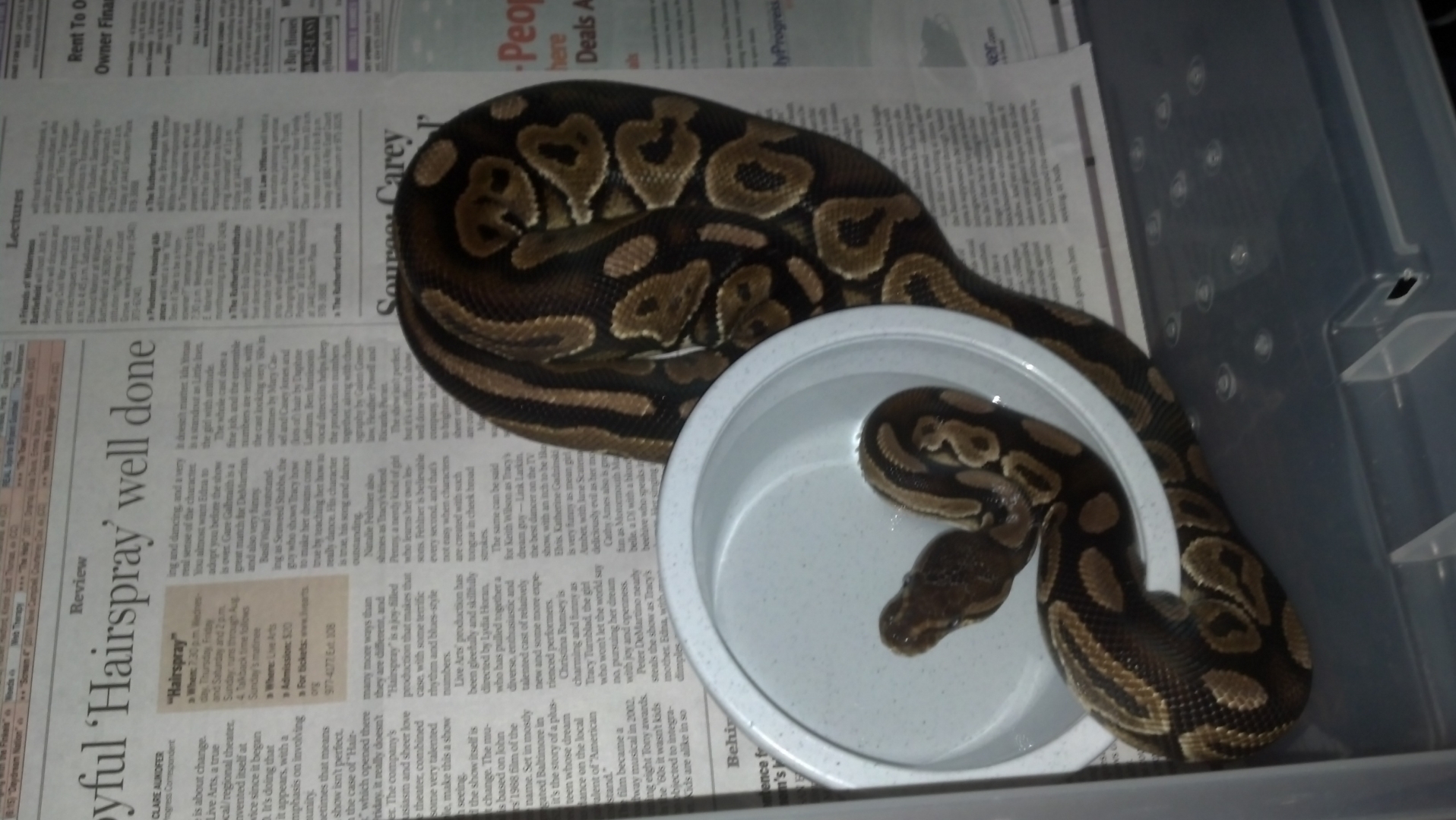 Cinnamon breeding pair