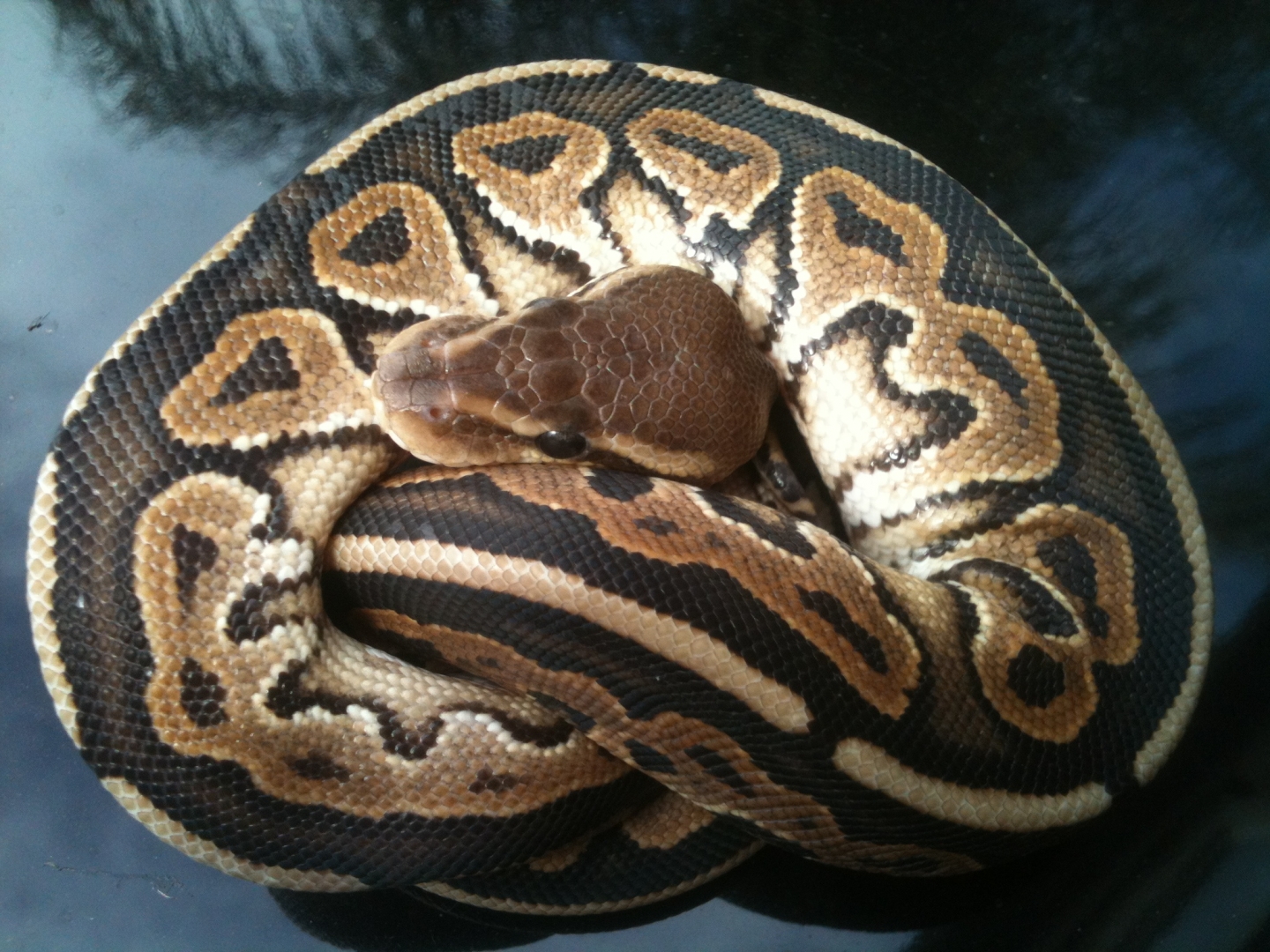 cinnamon broken stripe