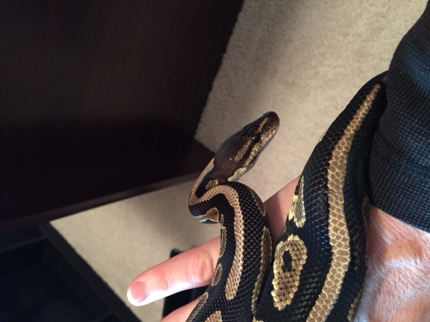 Cinnamon - Female