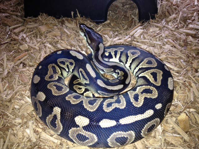 Cinnamon - Female