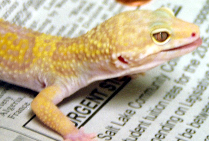 circle_back_red_eye_vegas_male_pic2_44g
