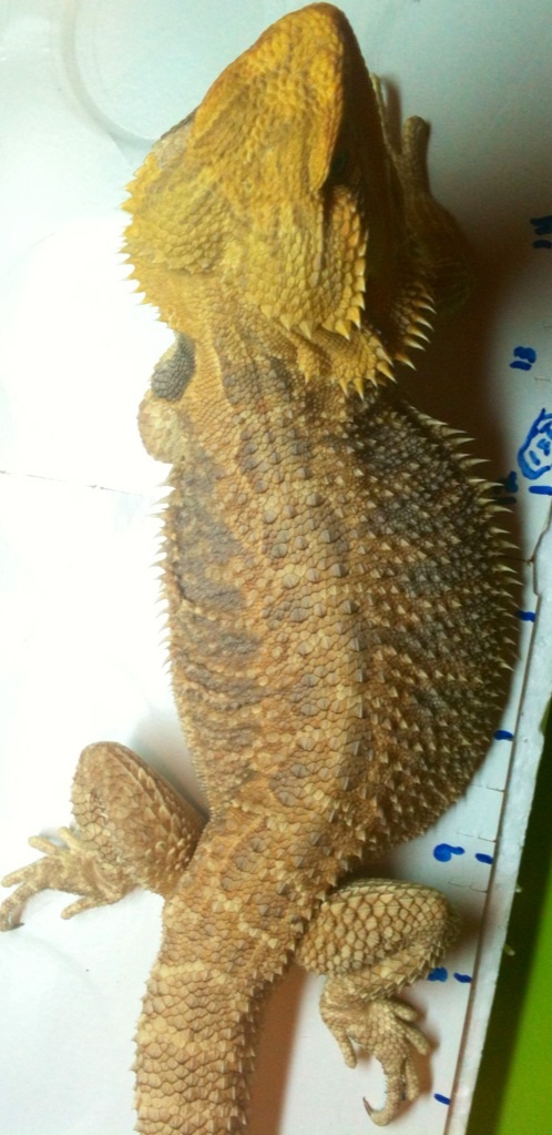 Citrus Rainbow Male Green Eyes