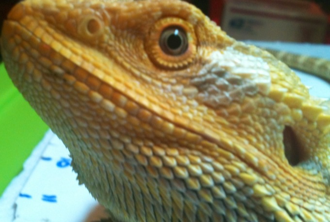 Citrus rainbow male with green eyes
