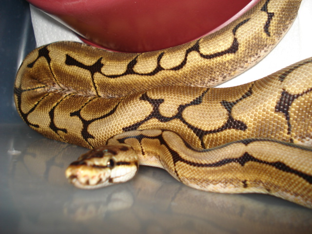 Cleopatra