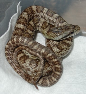 climacophora