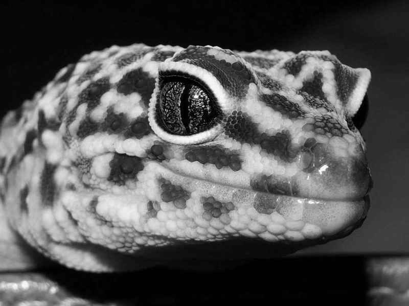 Close Up In Black and White