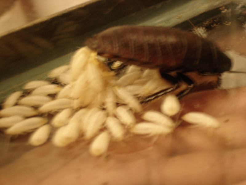 Close-up of false-live-birth of one of our Hissers!