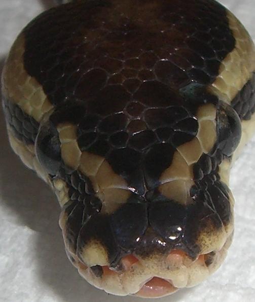 Close-Up of My Ball Python