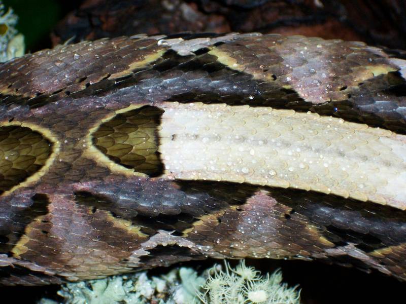 Close up of my Gaboon