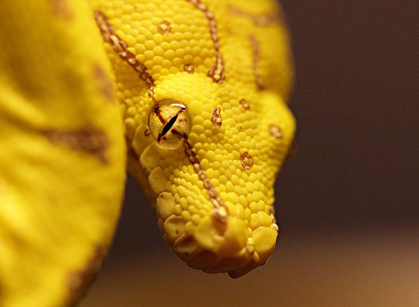 Close_up1