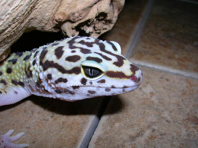 Closeup