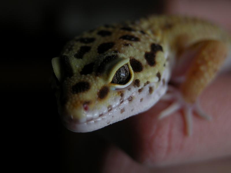 Closeup