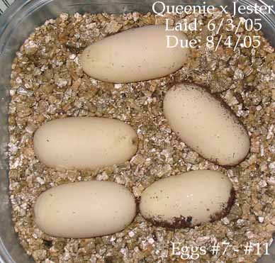 clutch060305b