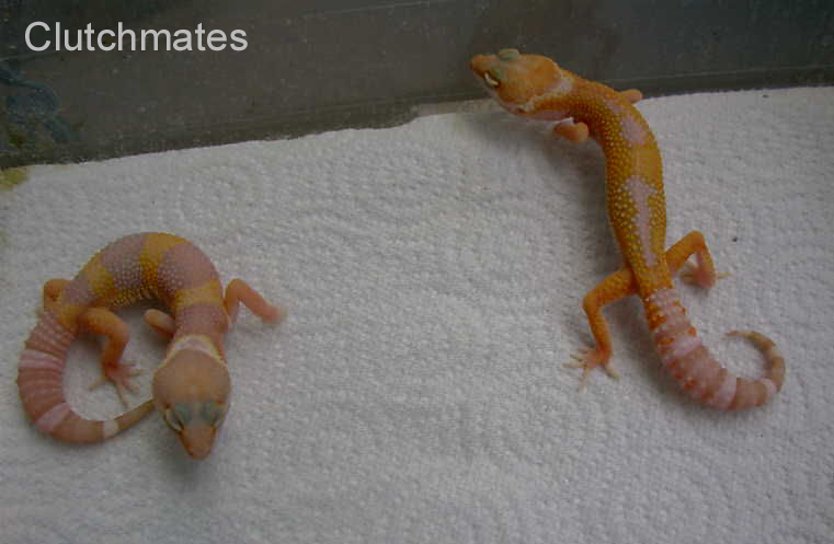 Clutchmates