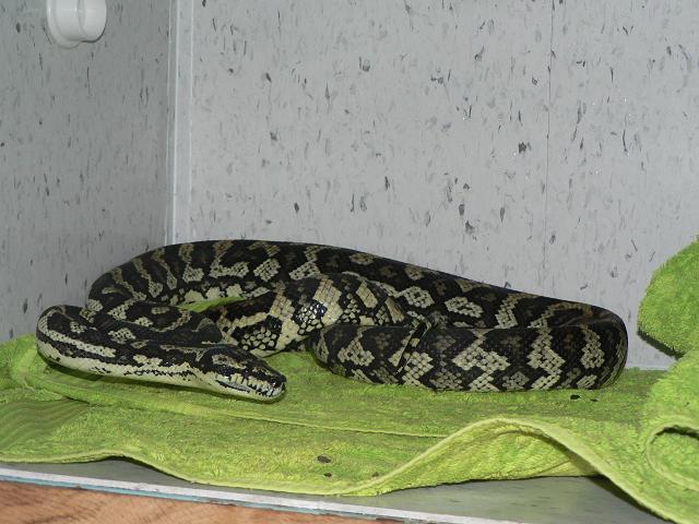 Coastal Carpet Python