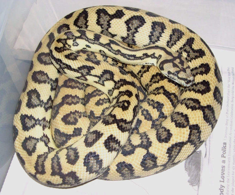 Coastal Jaguar Carpet Python