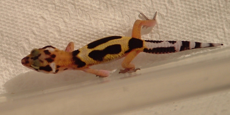 Collared Leopard Gecko