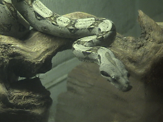 colombian red tail boa