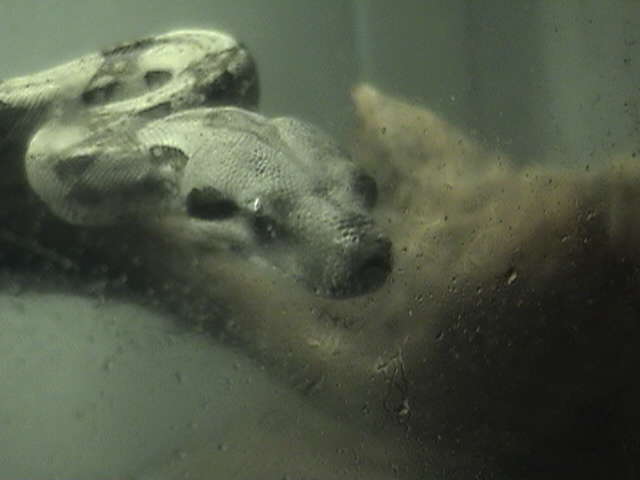 colombian red tail boa