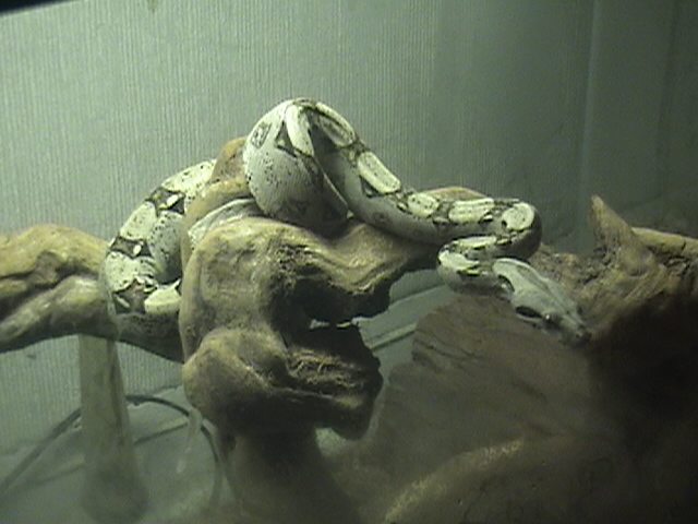 colombian red tail boa