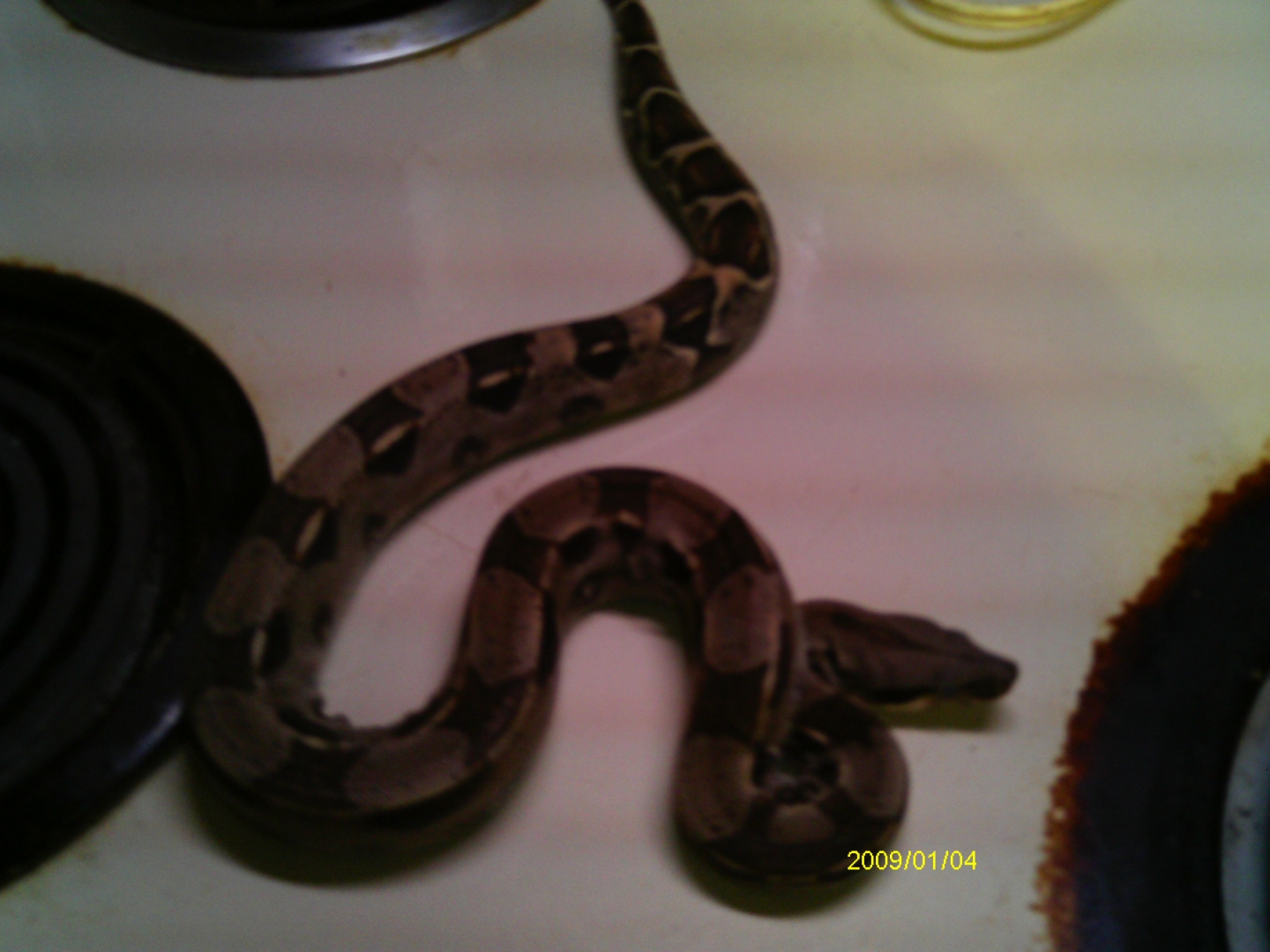 columbian redtail