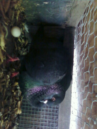 common male street pigeon /w recent egg laid 6/23/10